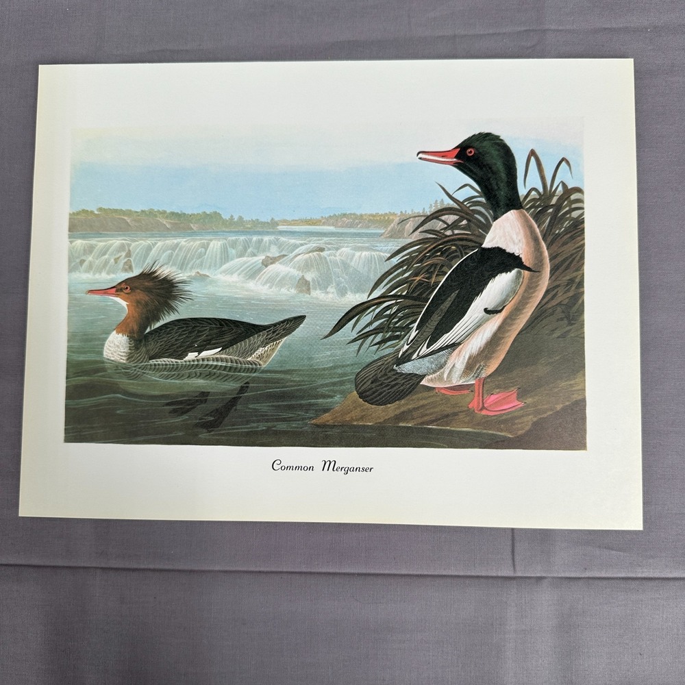 1950 Vintage Common Merganser Print  American Bird Wall Art Illustration Audubon